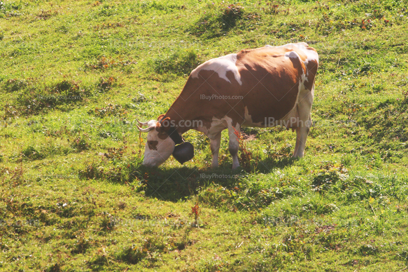 Vache suisse mange de l'herbe dans un pré