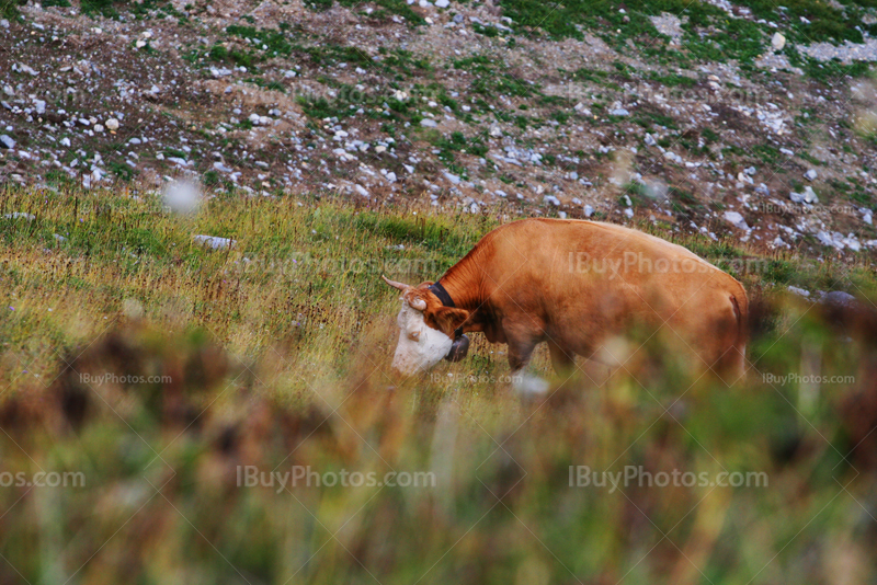Swiss cow with bell around neck eating grass in pasture