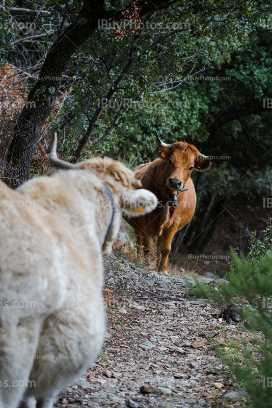 Cows facing each other, face to face