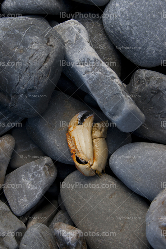 Crab claw on pebbles on beach at sea