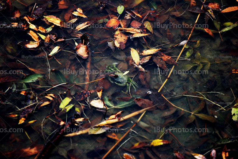 Crab underwater with leaves floating