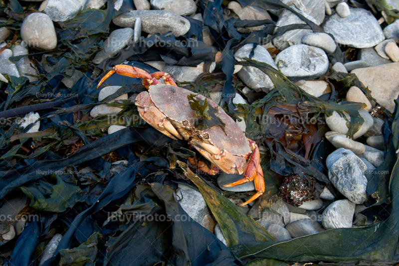 Crabe mort sur plage avec algues
