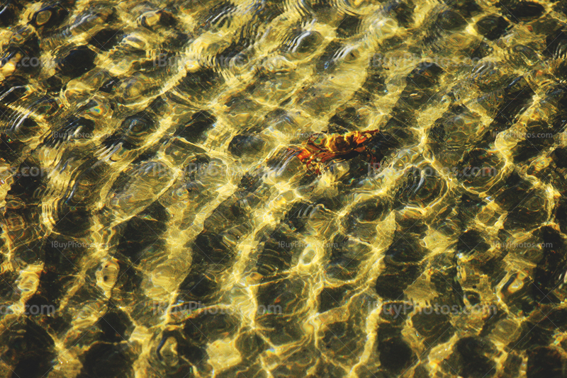 Crab underwater in the sea with small waves and sand shapes