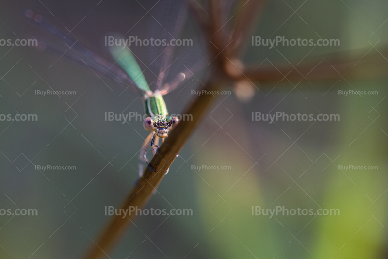 Damselfly looking 001