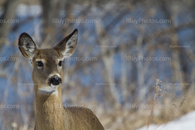 Deer in forest with snow during Winter