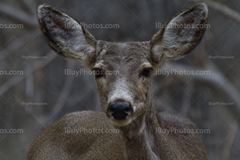 Deer portrait in forest in Zion Park