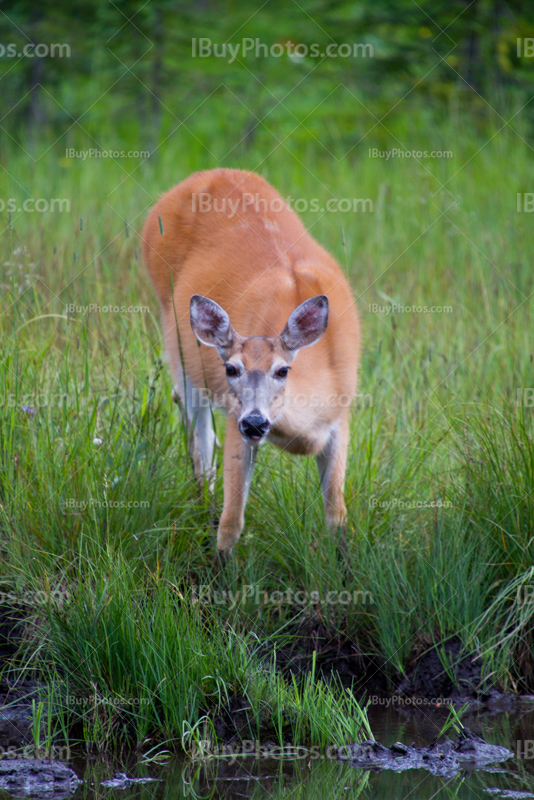 Biche boit eau dans prairie, femelle du cerf