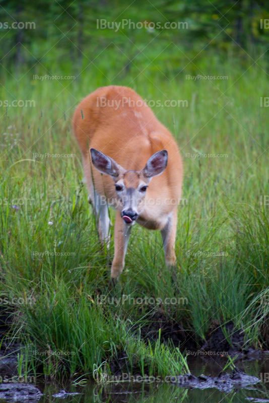 Deer drinking in creek and sticking out tongue