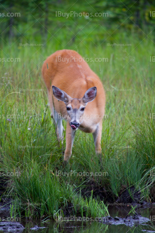 Biche tire la langue et boit dans ruisseau