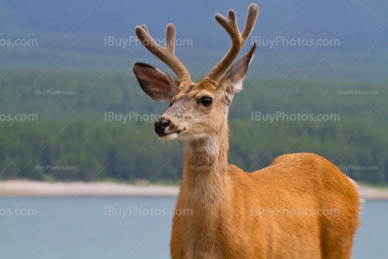 Male deer standing front of lake and forest, Kananaskis