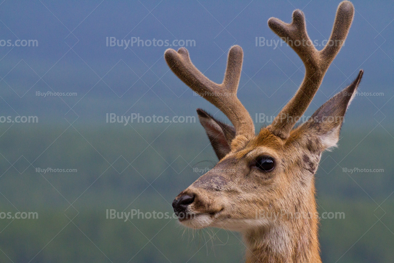 Deer portrait with antlers in Alberta