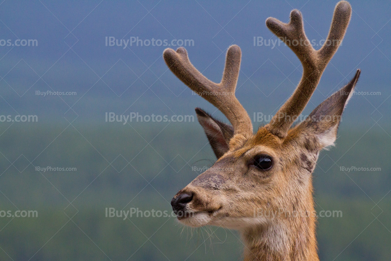 Portrait de jeune cerf avec ses bois en Alberta