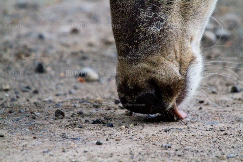 Deer tongue licking ground