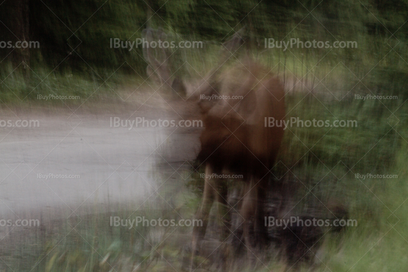 Cerf en train de marcher avec un effet de photo floue