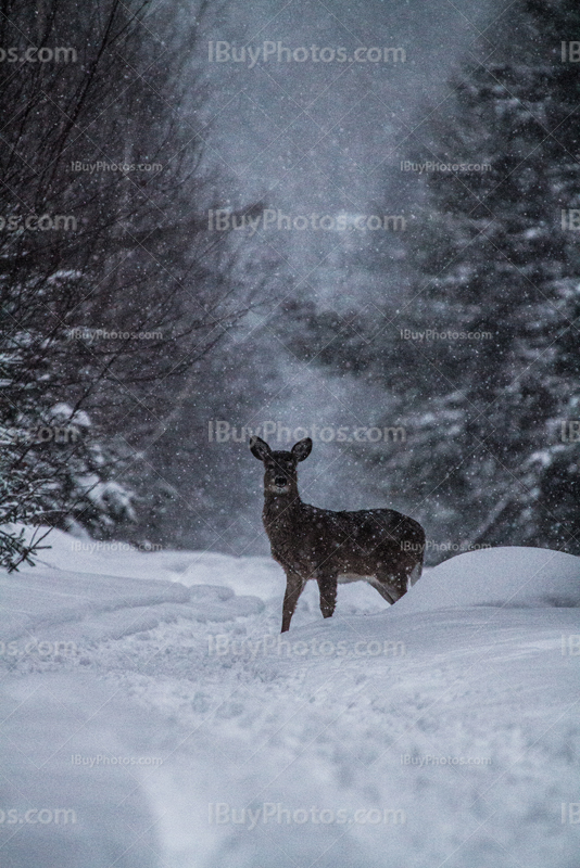 Deer in snowy forest in Winter in Canada