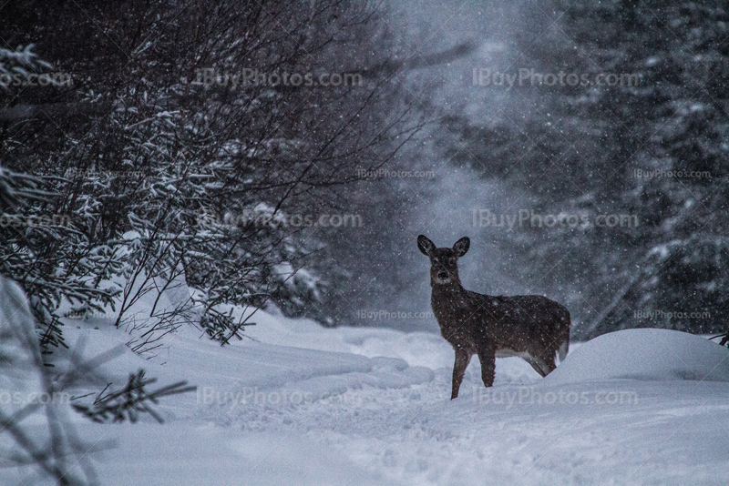 Chevreuil, cerf dans neige sur sentier en forêt en hiver