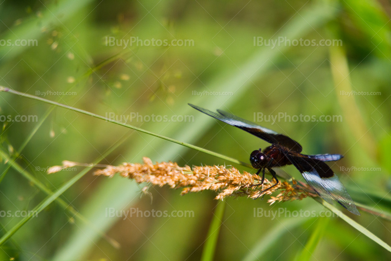 Dragonfly with black and blue wings on reeds