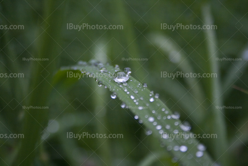 Gouttes de pluie sur feuilles, eau sur plante