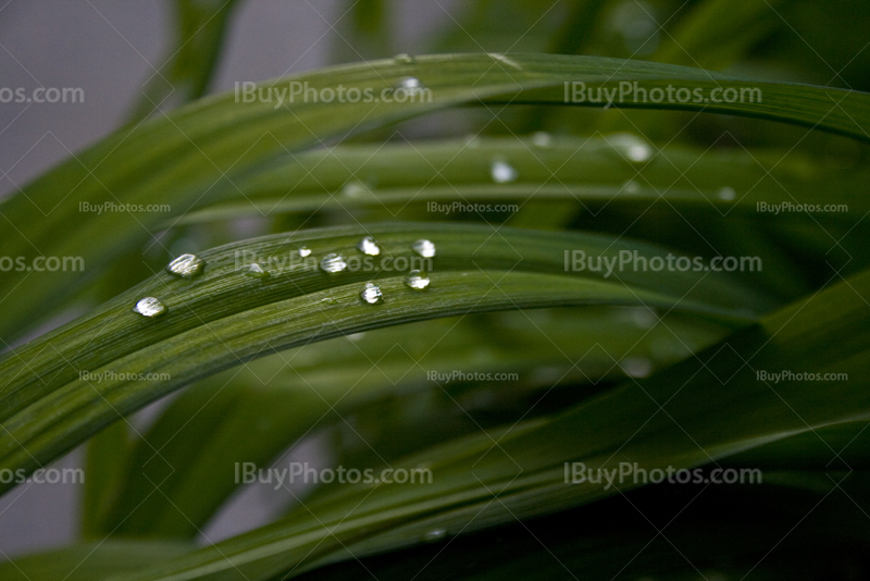 Goutte d'eau sur feuilles après la pluie