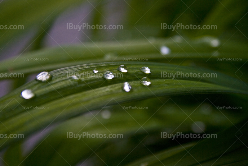 Goutte de pluie comme des perles sur feuille de plante