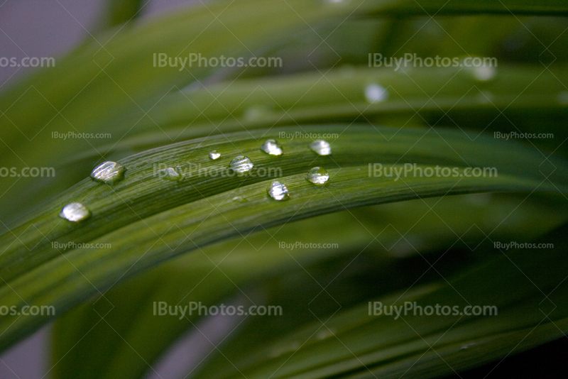 Gouttes de pluie sur feuilles de plante verte