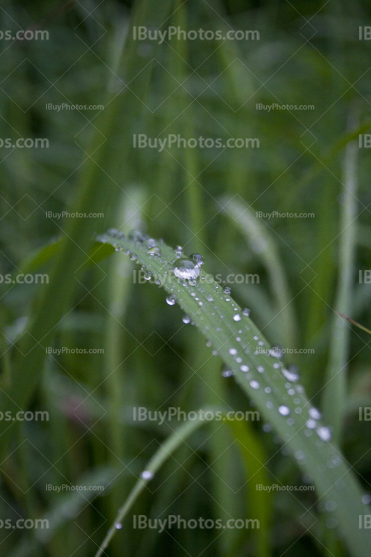 Plantes couvertes de gouttes de pluie