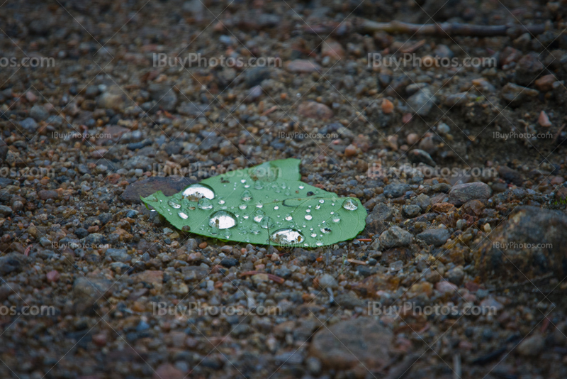 Raindrops on leaf fallen to the ground