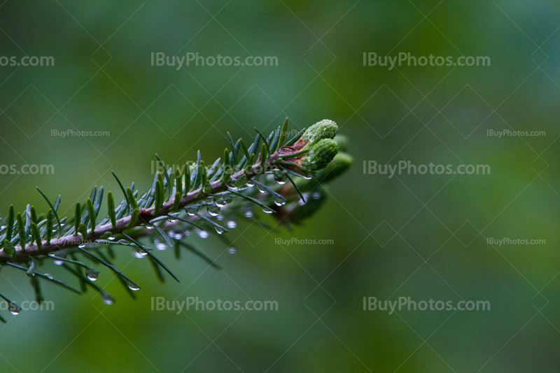 Dew drops on spruce branch tip