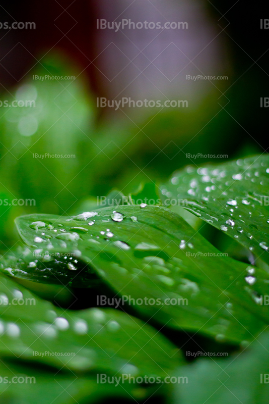 Gouttes de pluie sur feuilles avec fond flou