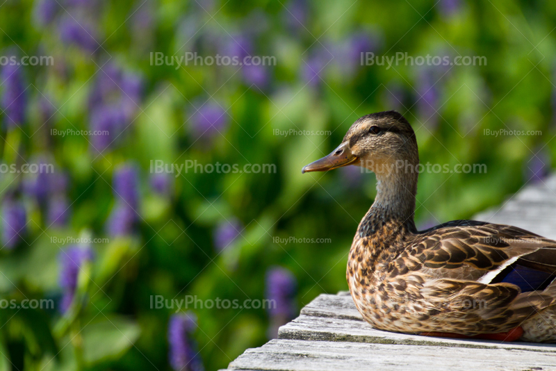 Duck seating on wooden jetty with blurry flowers on background