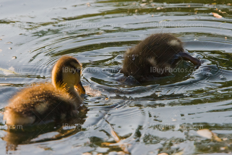 Canetons dans l'eau d'un étang