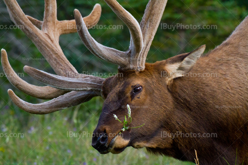 Grand cerf qui broute herbe dans prairie en Alberta