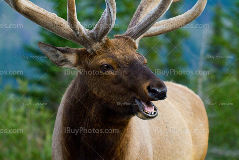 Grand wapiti adulte avec ses bois et la bouche ouverte dans parc de Banff