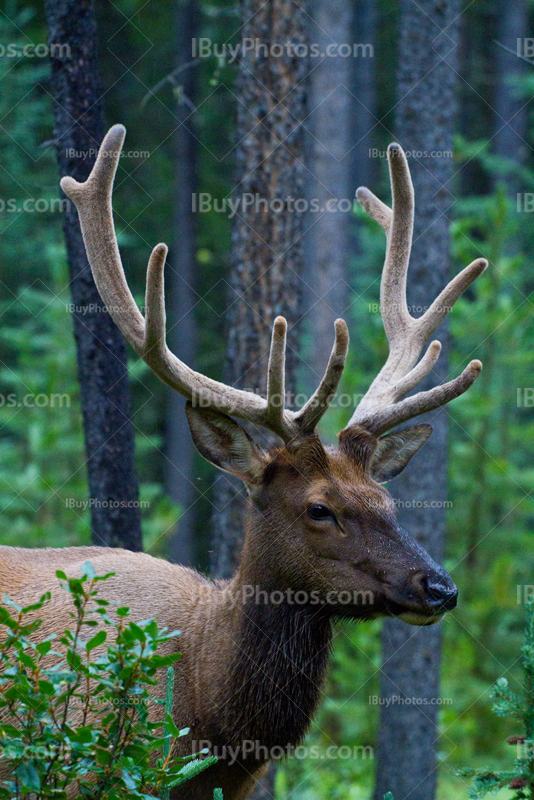Young male elk with antlers in forest, Alberta