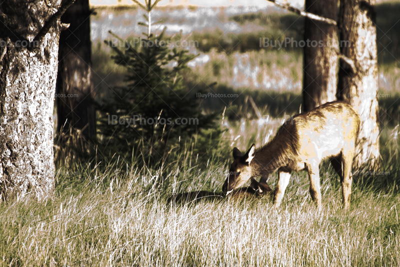Young elks eating in meadow in Alberta