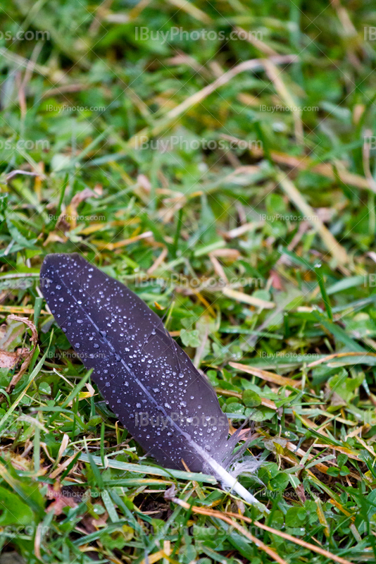 Black feather of bird with raindrops on grass with dew