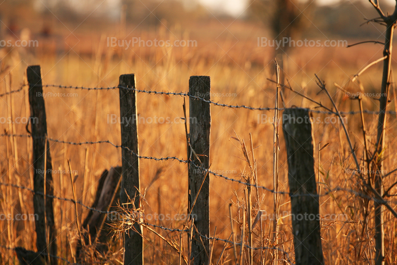 Barbed wire fence in Camargue landscape in South of France