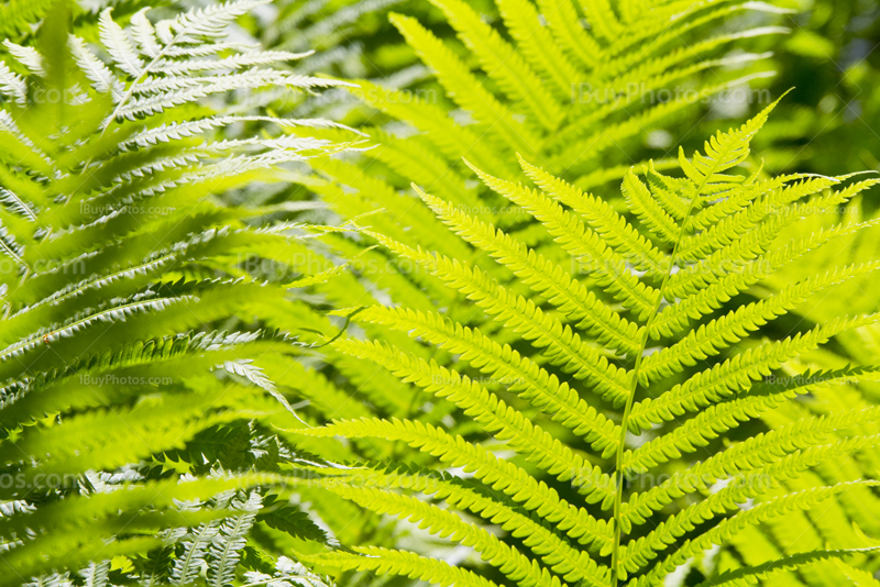 Fern leaves with light