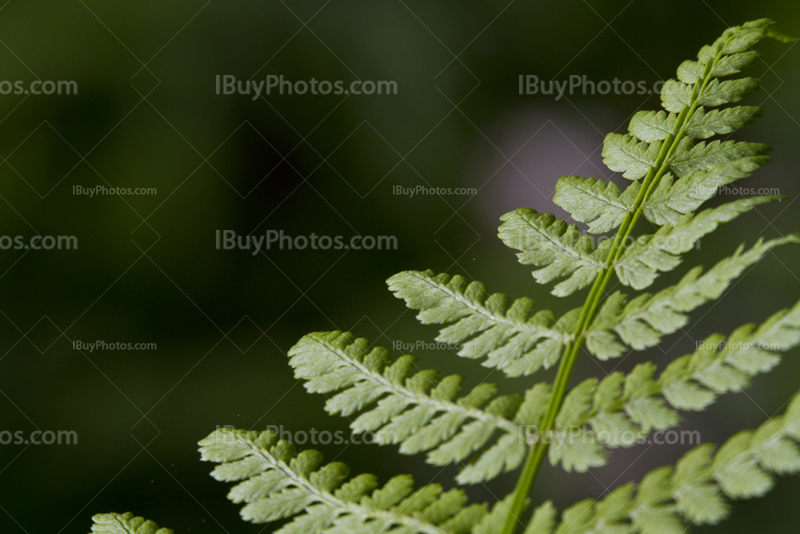 Fern leave close-up