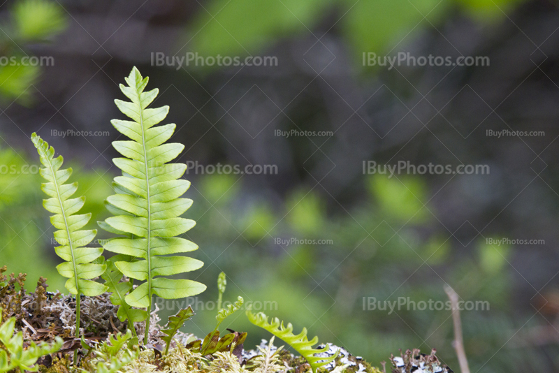 Young fern leaves on a stump