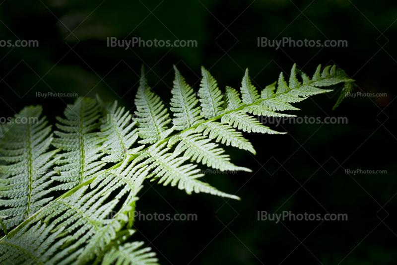 Fern leave lighted by the Sun