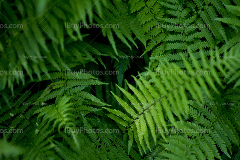 Bracken in the forest