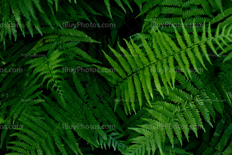 Green fern in the woods