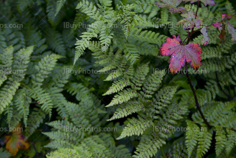 Fern with a colored leaf in the woods