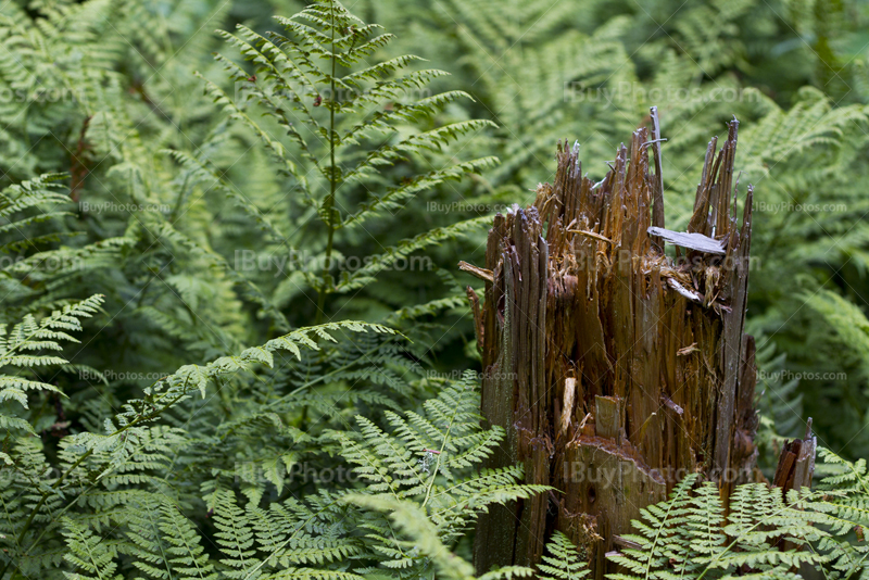 Broken tree trunk in bracken