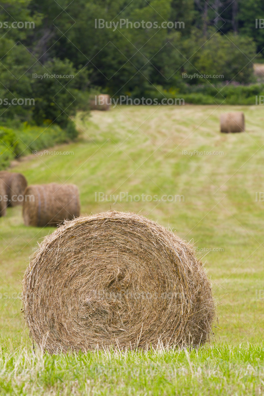 Haystacks in field