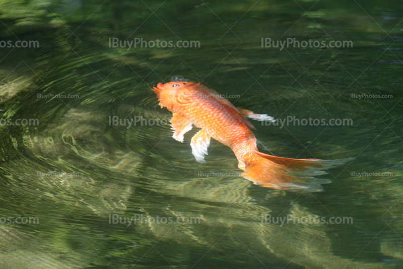 Red koi fish in water