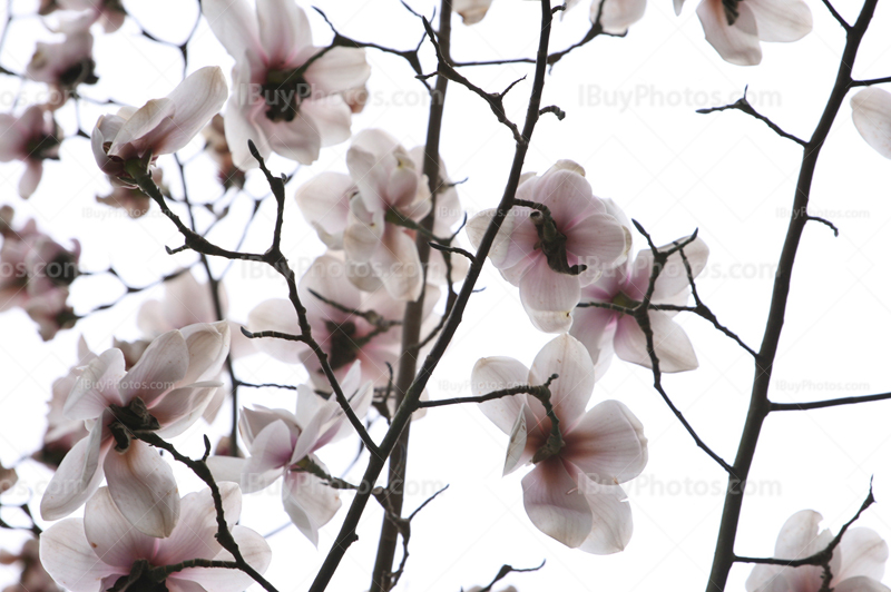 Fleurs de magniola sur branches