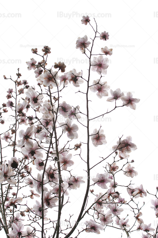 Magnolia flowers on tree and branches