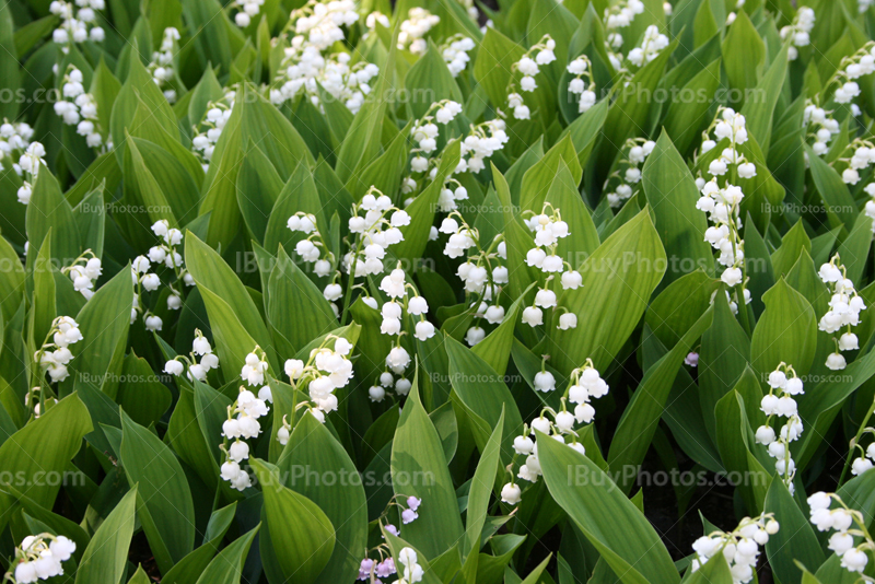 Muguet en fleur avec clochettes blanches